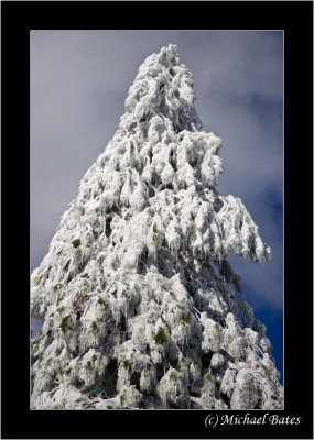 Winter Scenes