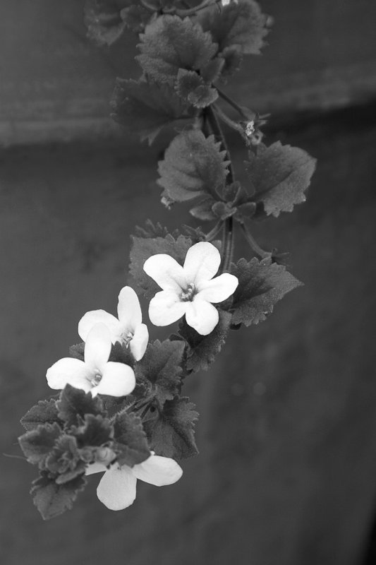 CRW_6064.jpg