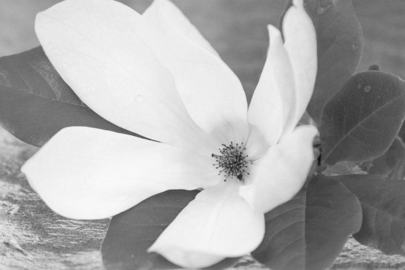 CRW_6112.jpg