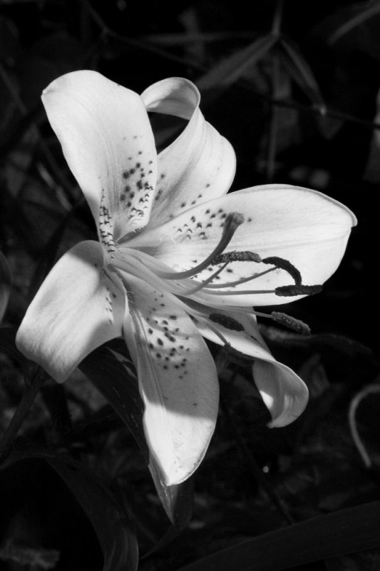 CRW_6771.jpg