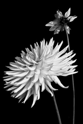 CRW_2138web.jpg