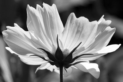 CRW_6368.jpg