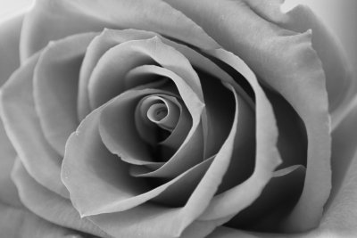 CRW_8808_RT8.jpg