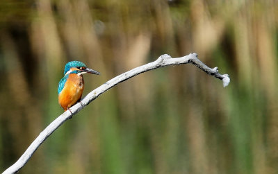 EISVOGEL.jpg