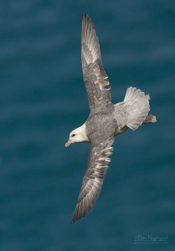 Noordse stormvogel - Northern Fulmar - Fulmarus glacialis