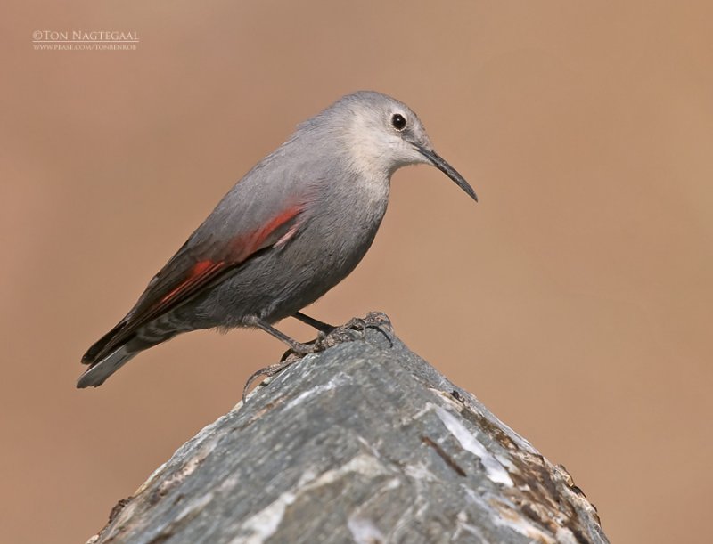 Rotskruiper - Wallcreeper - Tichodroma muraria