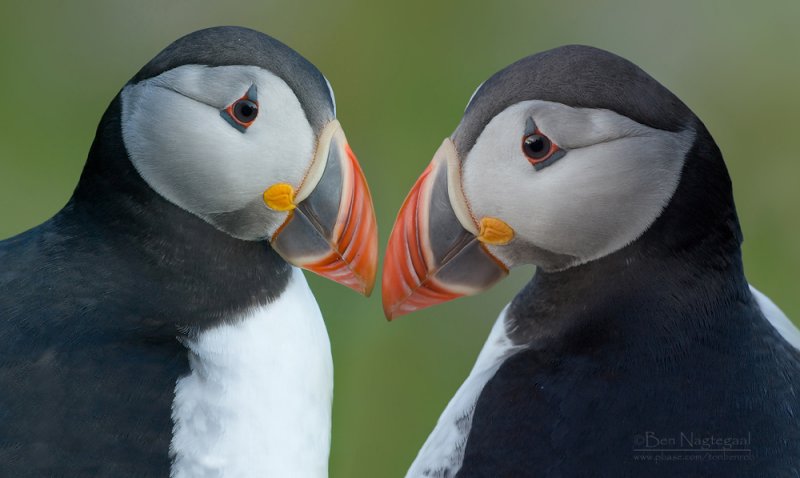 Papagaaiduiker - Puffin - Fratercula arctica