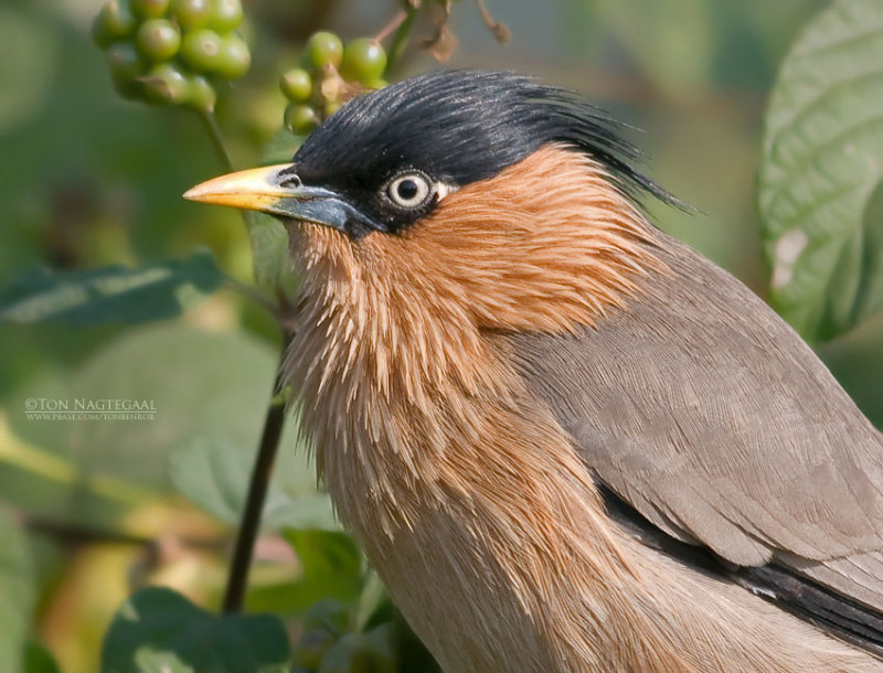 Pagodespreeuw - Brahminy Starling - Sturnus pagodarum