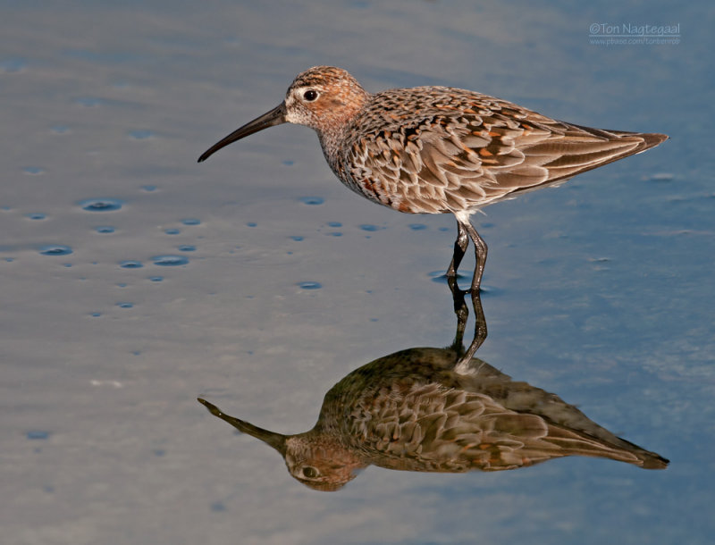 Krombekstrandloper - Curlew Sandpiper - Calidris ferruginea