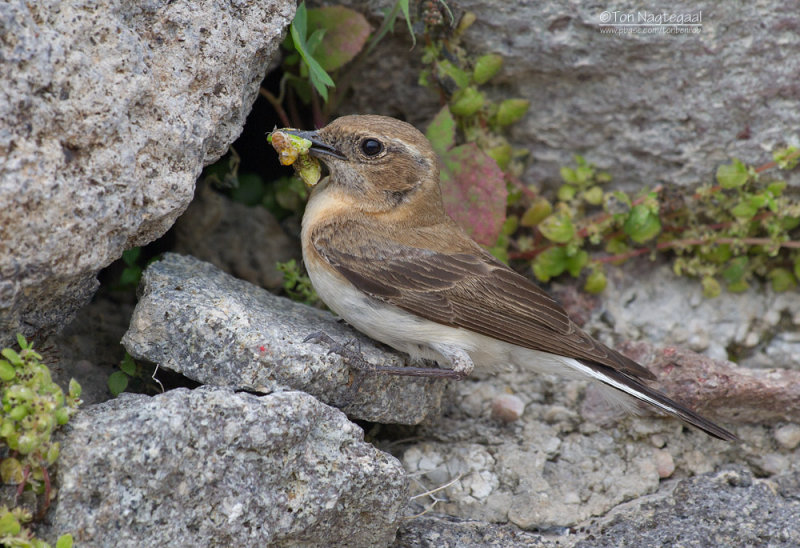 Oostelijke Blonde Tapuit - Eastern Black-eared Wheatear - Oenanthe melanoleuca
