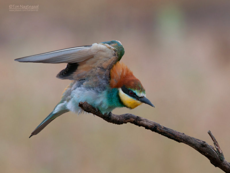 Europese Bijeneter - European Bee-eater - Merops apiaster