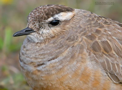 Morinelplevier - Dotterel - Charadrius morinellus