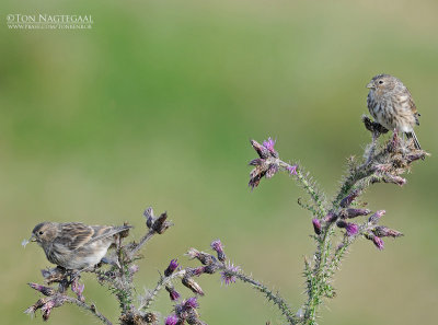 Frater - Twite - Carduelis flavirostris