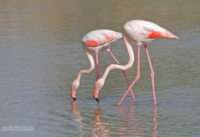 Flamingo - Greater Flamingo - Phoenicopterus roseus