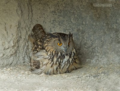Oehoe - Eagle Owl - Bubo Bubo