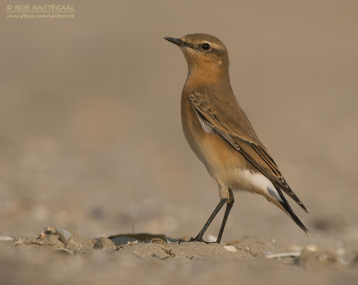 Tapuit - Wheatear - Oenanthe oenanthe