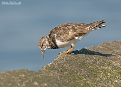 Steenloper - Ruddy turnstone - Arenaria interpres