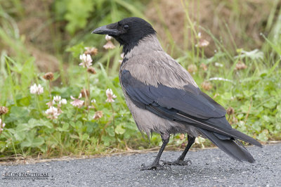 Bonte kraai - Hooded crow - Corvus Corone corvix
