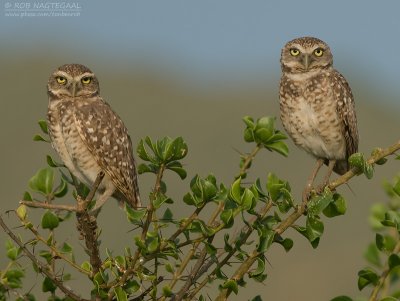 Holenuil - Burrowing Owl - Athene cunicularia brachyptera