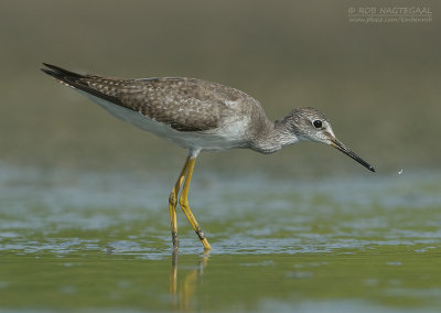 Kleine Geelpootruiter - Lesser Yellowlegs - Tringa flavipes