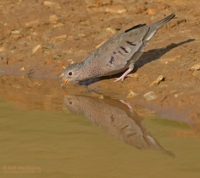 Musduif - Common Ground-Dove - Columbina passerina