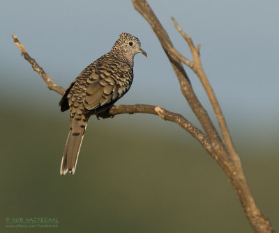 Zuidamerikaanse Inkaduif - Scaled Dove - Columbina squammata