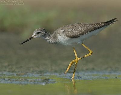 Kleine Geelpootruiter - Lesser Yellowlegs - Tringa flavipes