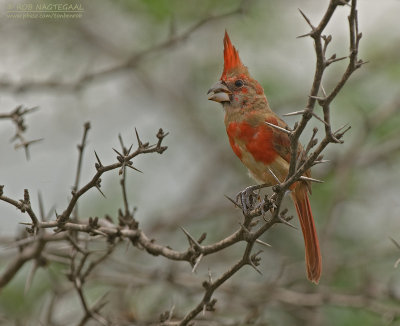 Vermiljoenkardinaal - Vermilion Cardinal - Cardinalis phoeniceus