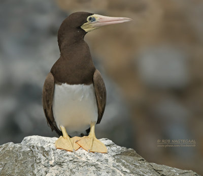 Bruine Gent - Brown Booby - Sula leucogaster