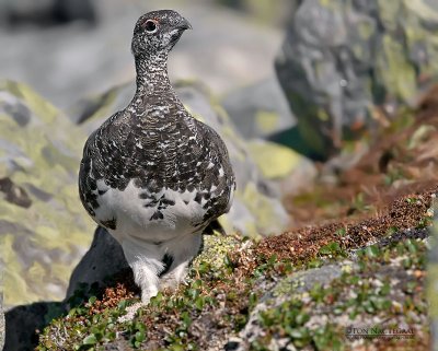 Alpensneeuwhoen - Rock Ptarmigan - Lagopus mutus