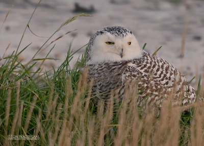 Sneeuwuil - Snowy Owl -  Bubo scandiacus