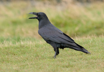 Raaf - Raven - Corvus corax