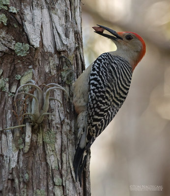 Roodbuikspecht - Red-bellied Woodpecker - Melanerpes carolinus
