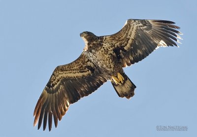 Amerikaanse zeearend - Bald eagle - Haliaeetus leucocephalus