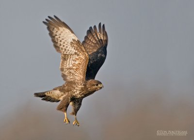 Buizerd - Buzzard - Buteo buteo