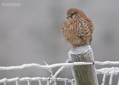 Torenvalk - Common Kestrel - Falco tinuncullus