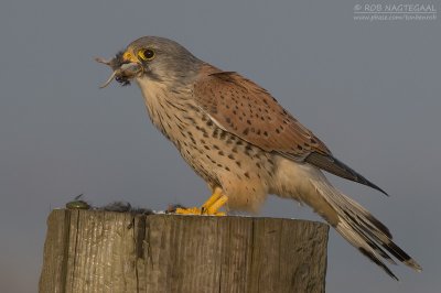 Torenvalk - Common Kestrel - Falco tinuncullus