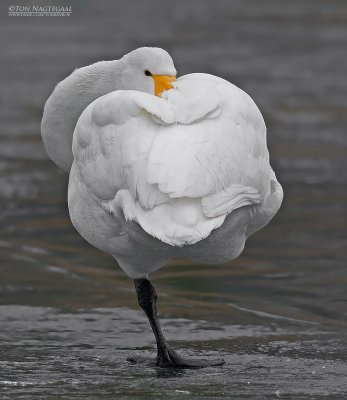 Wilde zwaan - Whooper swan - Cygnus cygnus