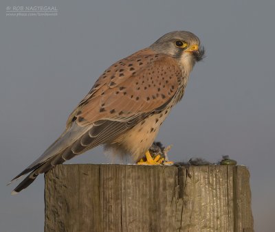Torenvalk - Common Kestrel - Falco tinuncullus