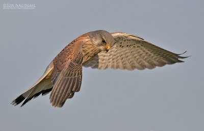 Torenvalk - Common Kestrel - Falco tinuncullus