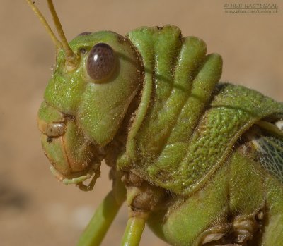 Reuzen sprinkhaan - Giant South American Grasshopper - Tropidacris violaceus