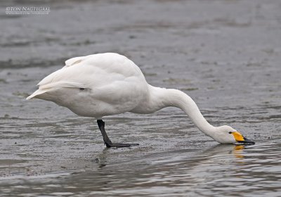 Wilde zwaan - Whooper swan - Cygnus cygnus