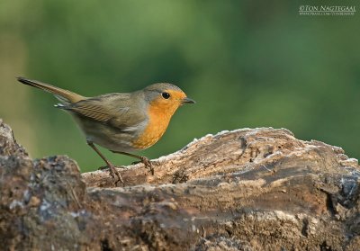 Roodborst - European robin - Erithacus rubecula