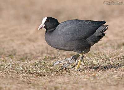 Meerkoet - Coot - Fulica atra