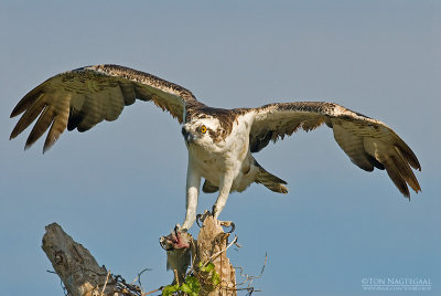 Visarend - Osprey - Pandion haliaetus