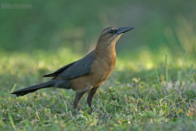 Bootstaarttroepiaal - Boat-tailed Grackle - Quiscalus major