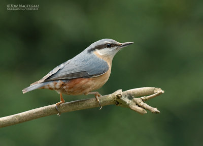 Boomklever - Nuthatch - Sitta europea