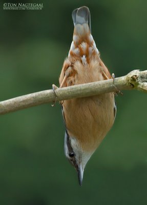 Boomklever - Nuthatch - Sitta europea