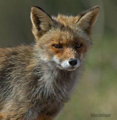 Vos - Fox - Vulpes vulpes