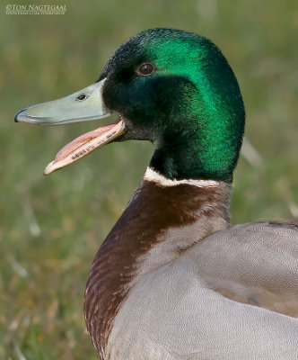 Wilde eend - Mallard - Anas platyrhynchos